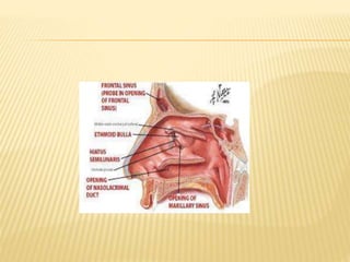ANATOMY of nose ppt.pptx