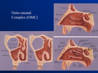 Omc Complex Comprehensive Anatomy and Physiology of the Nasal Cavity and External ...