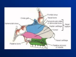 Comprehensive Anatomy and Physiology of the Nasal Cavity and External ...