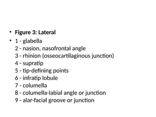 Anatomy of nose seminar in Otorhinology | PPTX