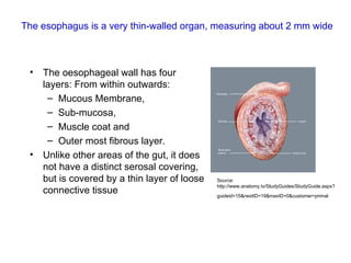 Anatomy of oesophagus physiology of the esophagus first attempt.ppt