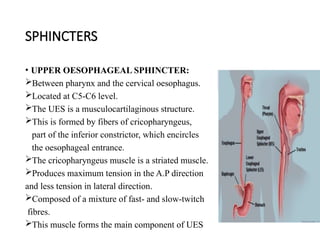 Anatomy of oesophagus with clinical significance | PPTX