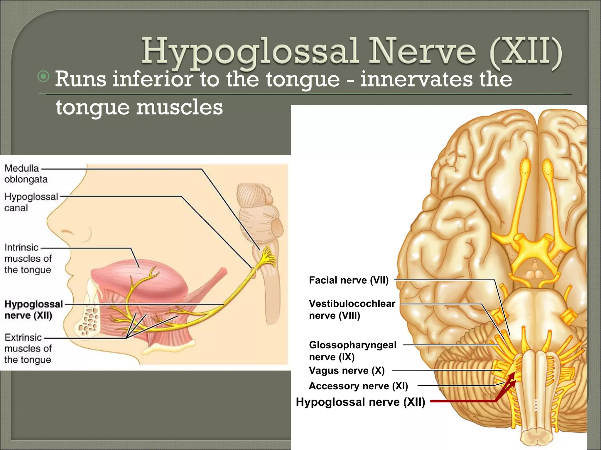  Runsinferior to the tongue - innervates the
 tongue muscles




                          Facial nerve (VII)

                          Vestibulocochlear
                          nerve (VIII)

                          Glossopharyngeal
                          nerve (IX)
                          Vagus nerve (X)
                          Accessory nerve (XI)
                        Hypoglossal nerve (XII)

                                                  Table 14.3 (12 of 12)
 