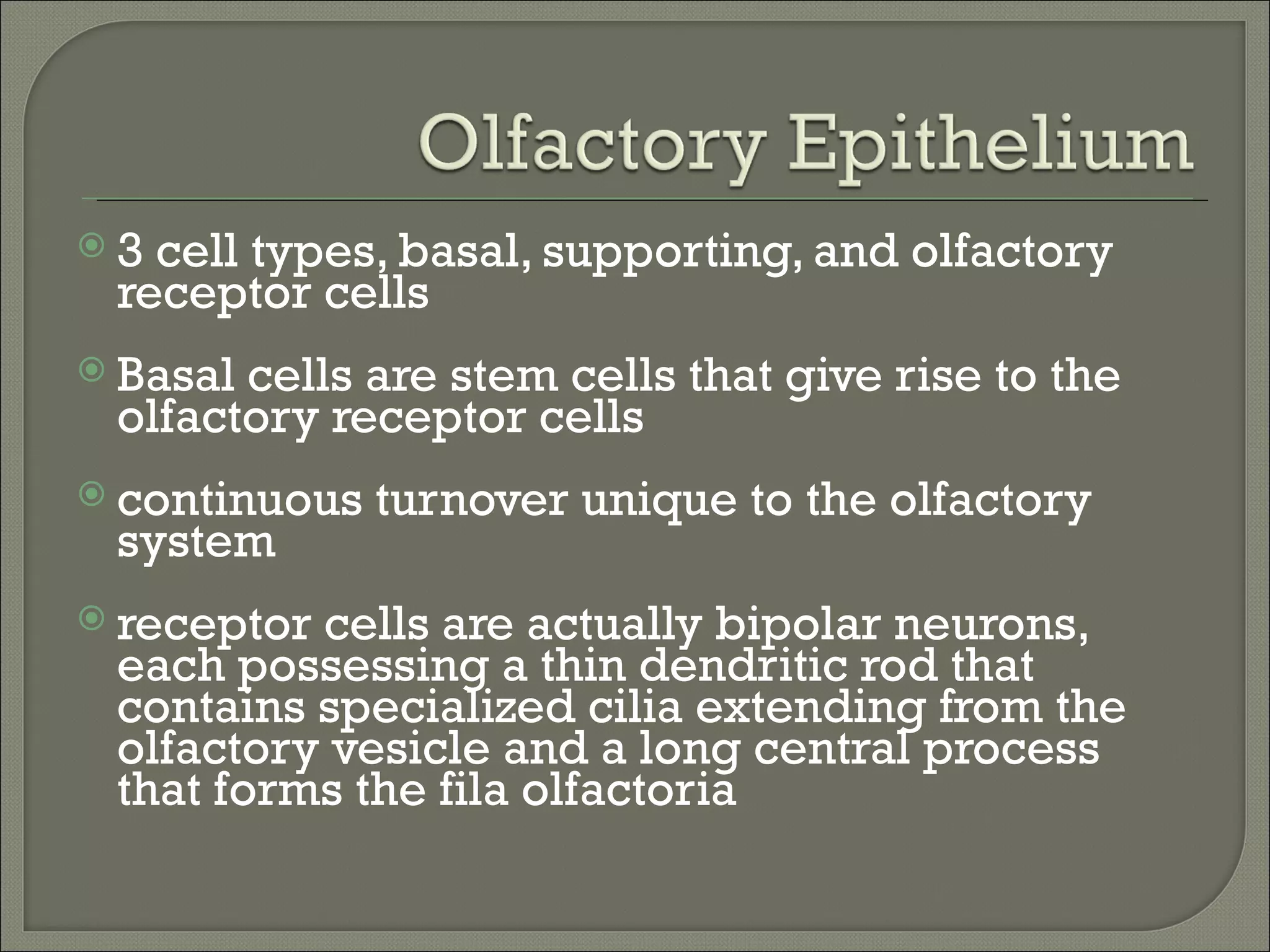 3 cell types, basal, supporting, and olfactory
 receptor cells
 Basalcells are stem cells that give rise to the
 olfactory receptor cells
 continuous   turnover unique to the olfactory
 system
 receptorcells are actually bipolar neurons,
 each possessing a thin dendritic rod that
 contains specialized cilia extending from the
 olfactory vesicle and a long central process
 that forms the fila olfactoria
 