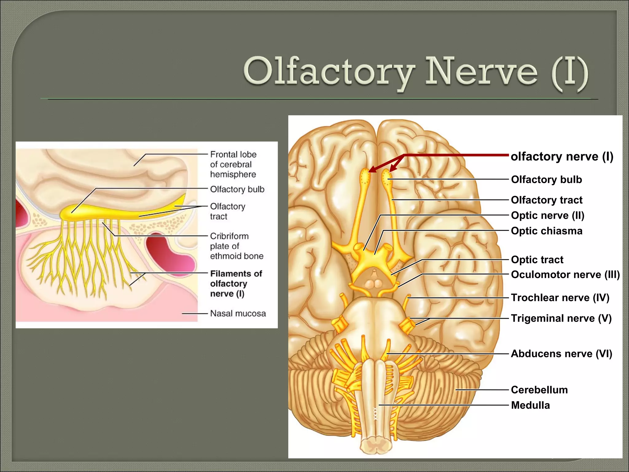 olfactory nerve (I)
    Olfactory bulb
    Olfactory tract
    Optic nerve (II)
    Optic chiasma

    Optic tract
    Oculomotor nerve (III)

    Trochlear nerve (IV)
    Trigeminal nerve (V)


    Abducens nerve (VI)


    Cerebellum
    Medulla



Table 14.3 (1 of 12)
 