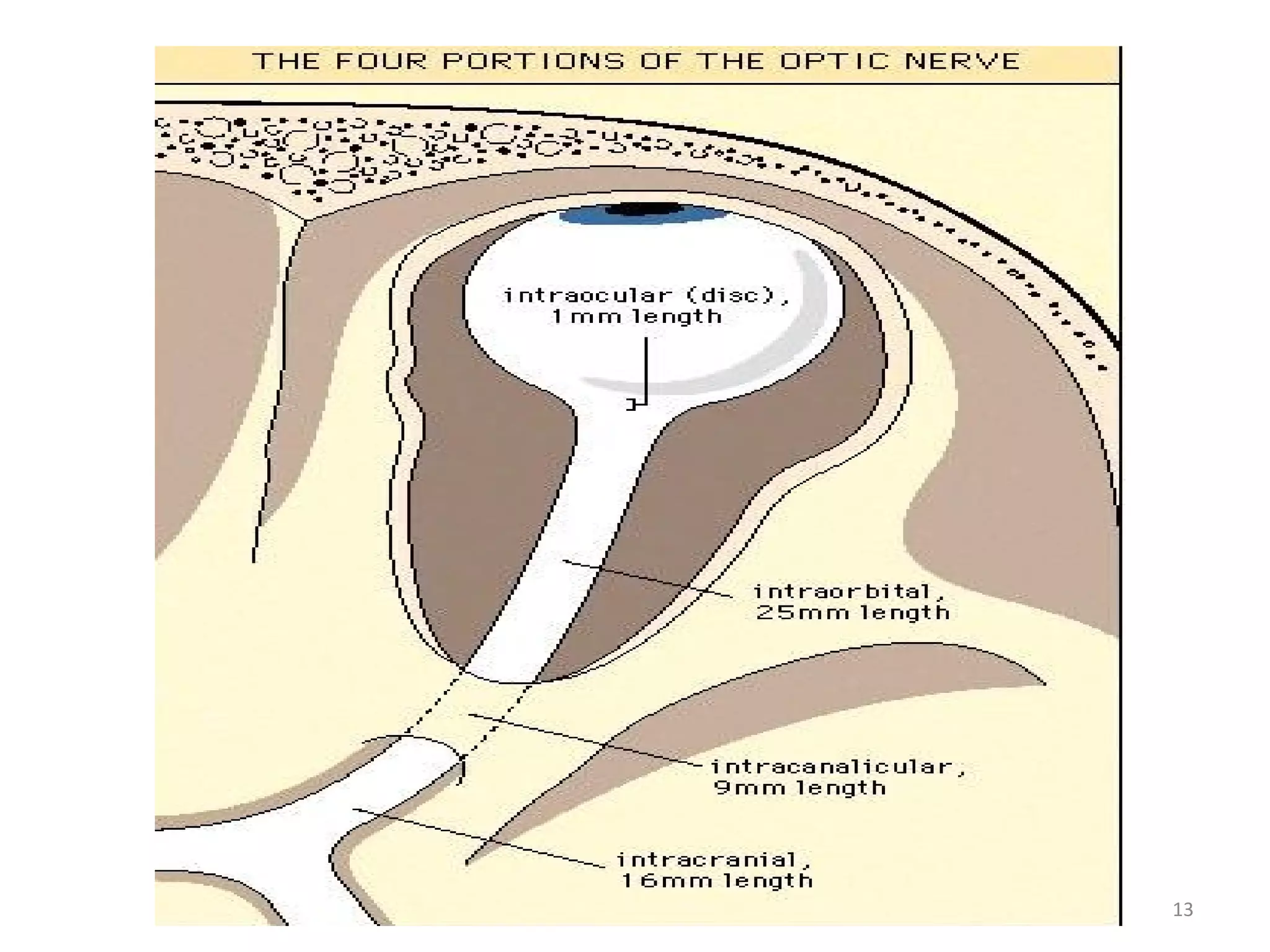 Anatomy of optic nerve and its clinical significance | PPT