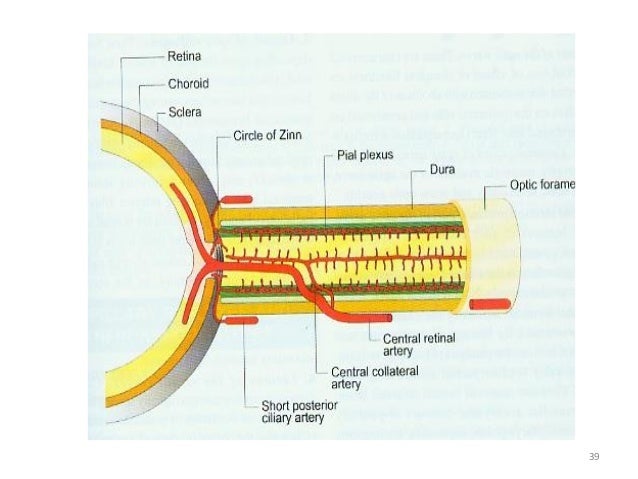 drainage system parts and of optic Anatomy clinical nerve its significance drainage system parts and of optic Anatomy clinical nerve its significance