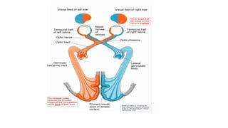 ANATOMY OF OPTIC NERVE AND VISUAL PATHWAY-1.pptx
