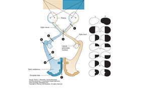 ANATOMY OF OPTIC NERVE AND VISUAL PATHWAY-1.pptx
