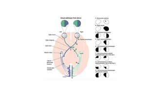 ANATOMY OF OPTIC NERVE AND VISUAL PATHWAY-1.pptx