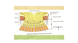 ANATOMY OF OPTIC NERVE AND VISUAL PATHWAY-1.pptx
