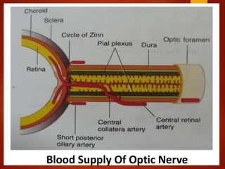 Anatomy of optic nerve (Optic Nerve Anatomy), Blood Supply & Clinical ...
