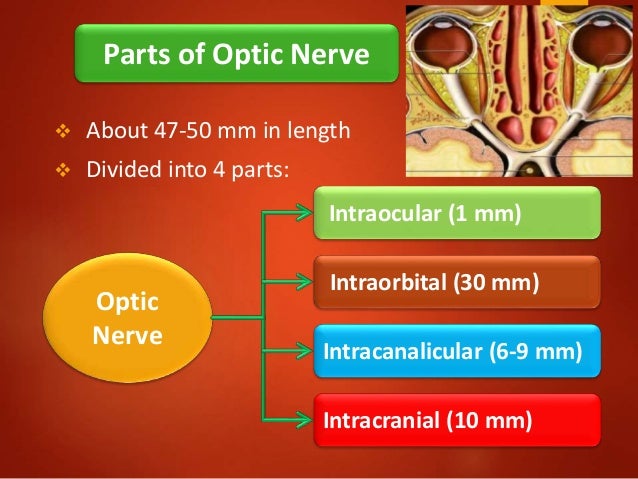 Anatomy of optic nerve