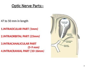 anatomy of optic nerve raju (1).pptx good | PPTX