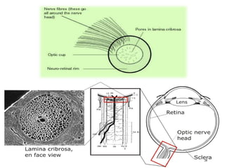 anatomy of optic nerve raju (1).pptx good | PPTX