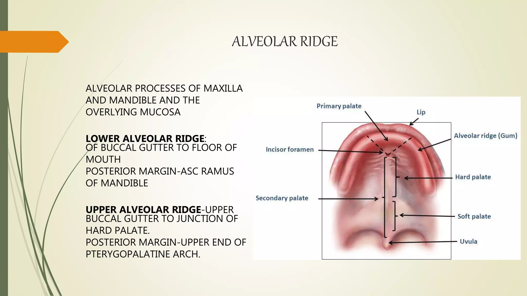 Anatomy of oral cavity and oropharynx | PPTX