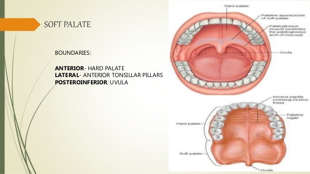 Anatomy Of Oral Cavity And Oropharynx