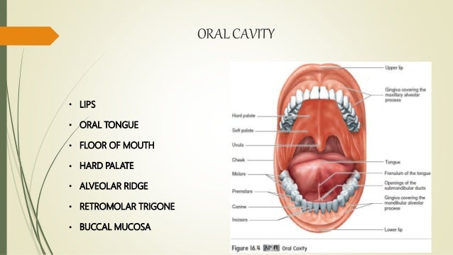 Anatomy Of Oral Cavity And Oropharynx