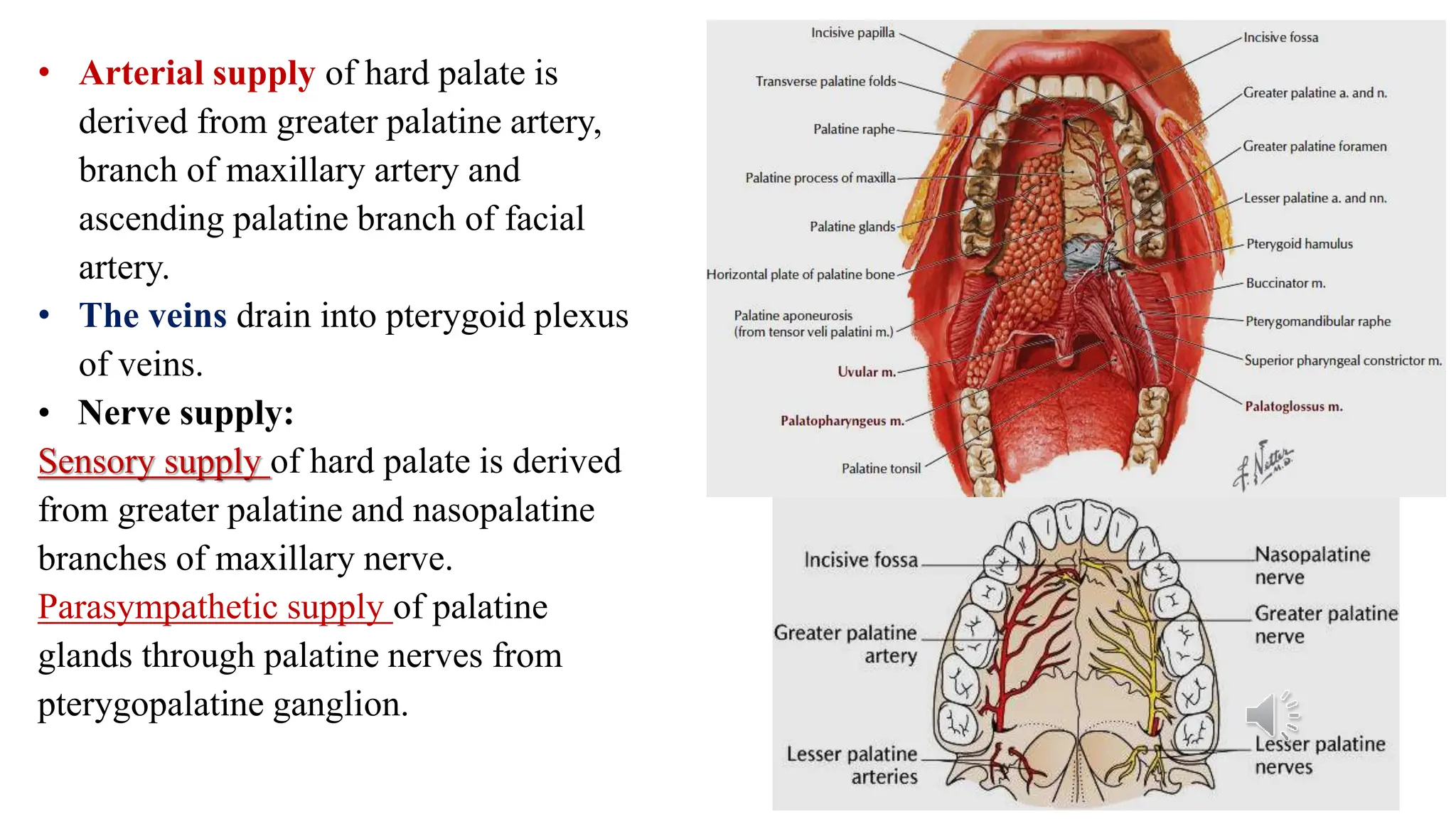 Anatomy of the Oral cavity and tongue .ppsx