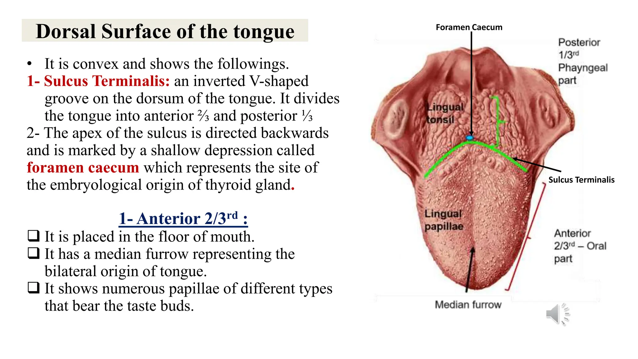 Anatomy of the Oral cavity and tongue .ppsx