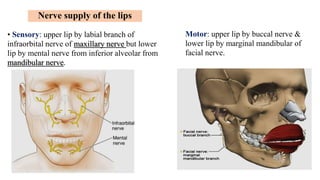 Anatomy of the Oral cavity and tongue .ppsx