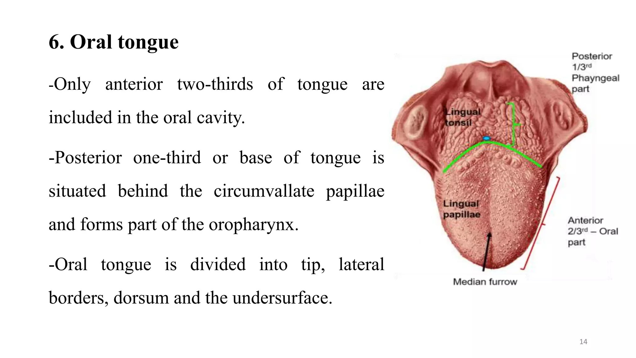 Anatomy Of Oral Cavity And Oropharynx.pptx
