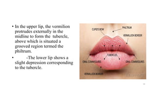 Procheilon Anatomy Of Oral Cavity And Oropharynx.pptx