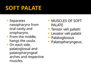 Velar Ridge ANATOMY OF ORAL CAVITY AND PHARYNX new.pptx