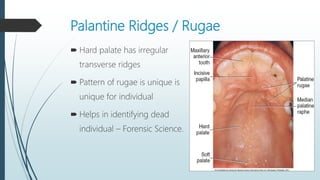 Radial Rugae Pattern Anatomy and Physiology of Oral Cavity & Oropharynx | PPTX