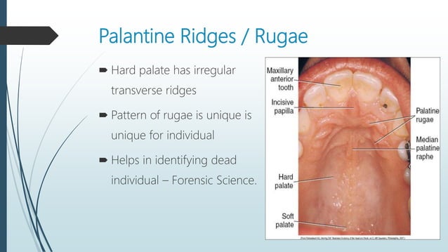 Nasopalatal Ruggae Anatomy and Physiology of Oral Cavity & Oropharynx | PPTX | Ear, Nose ...
