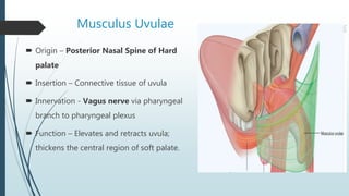 Uvulus Anatomy and Physiology of Oral Cavity & Oropharynx | PPTX