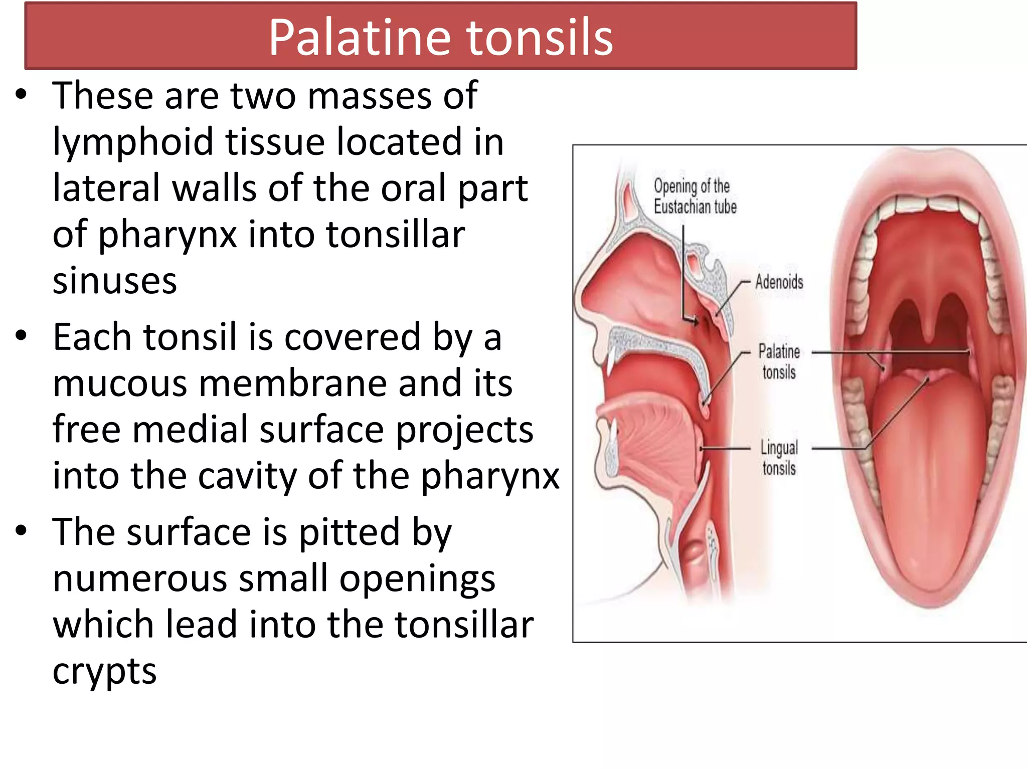 Anatomy of oral cavity tongue phaynx and palate (1).pptx