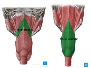 Anatomy of oral cavity tongue phaynx and palate (1).pptx