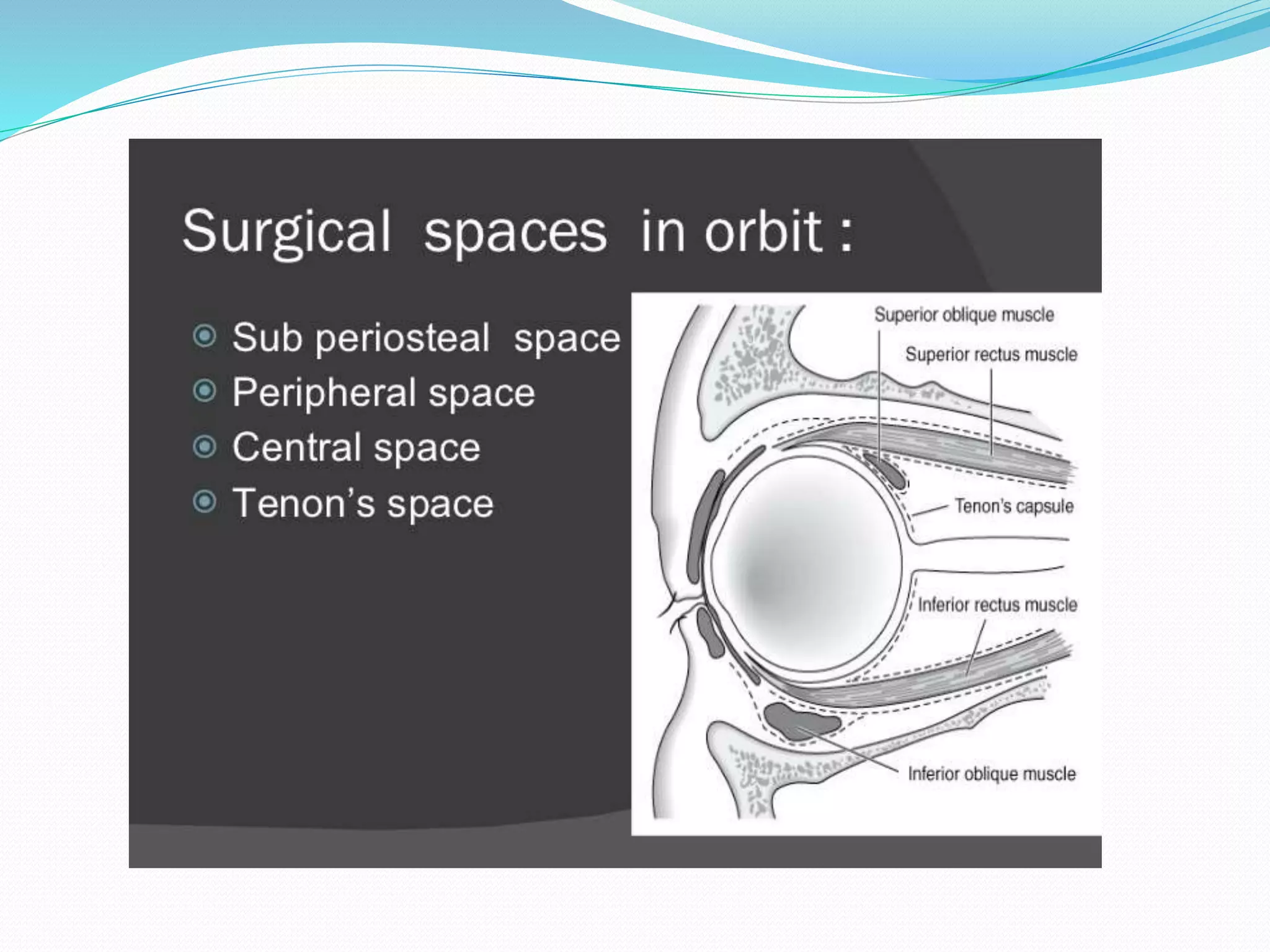 Anatomy of orbit | PPT