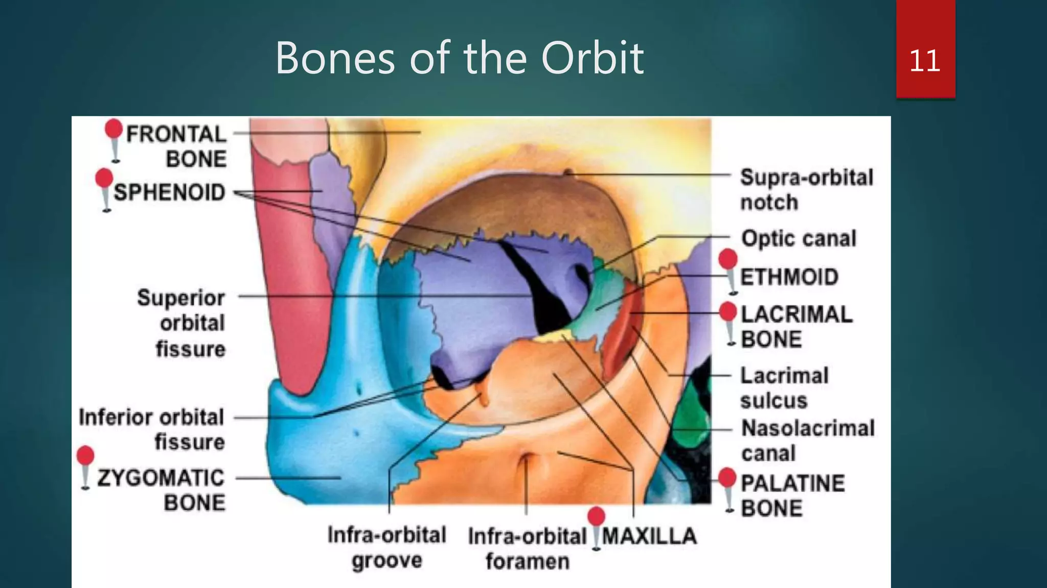 Bones of the Orbit 11