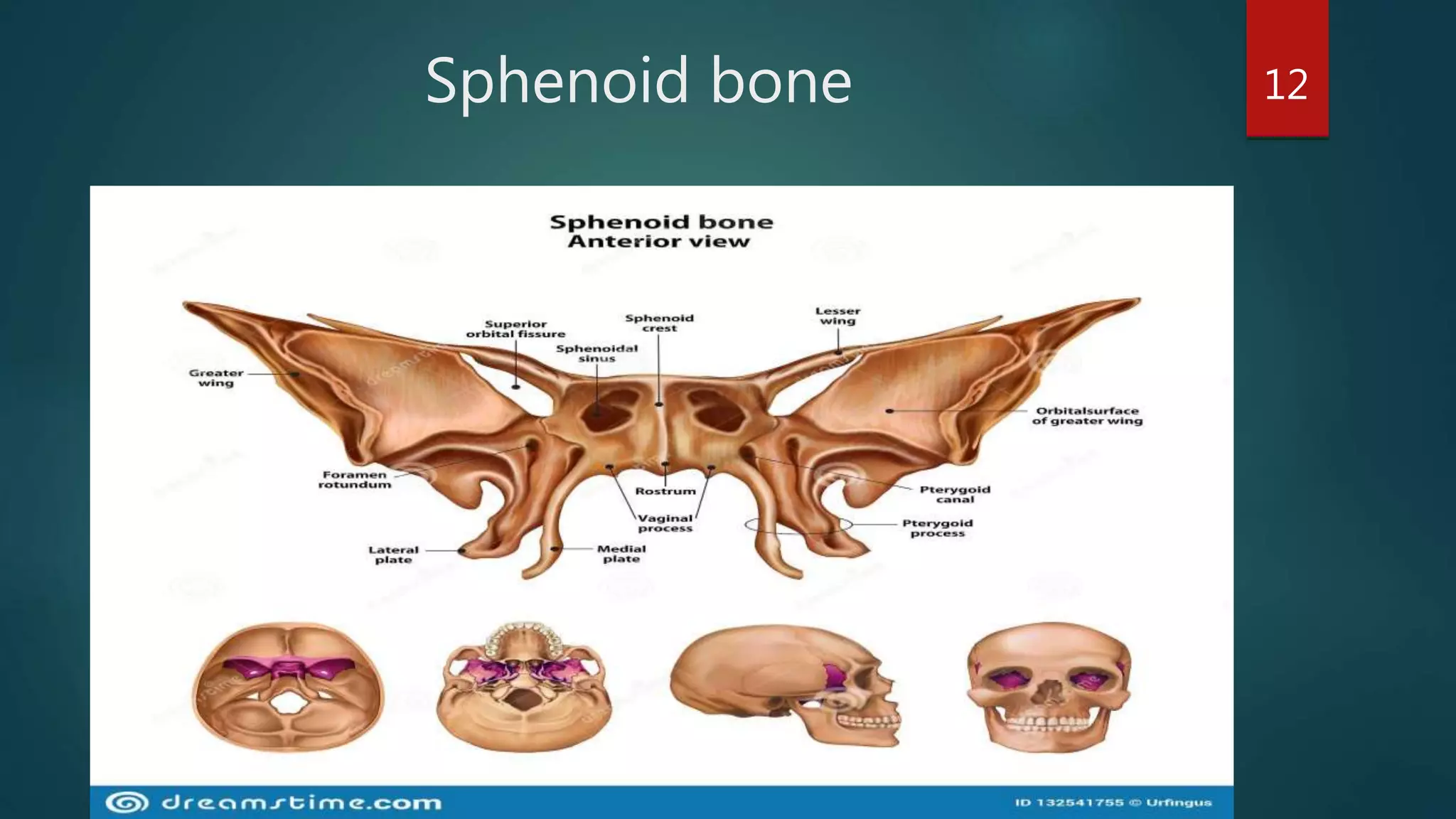 Sphenoid bone 12