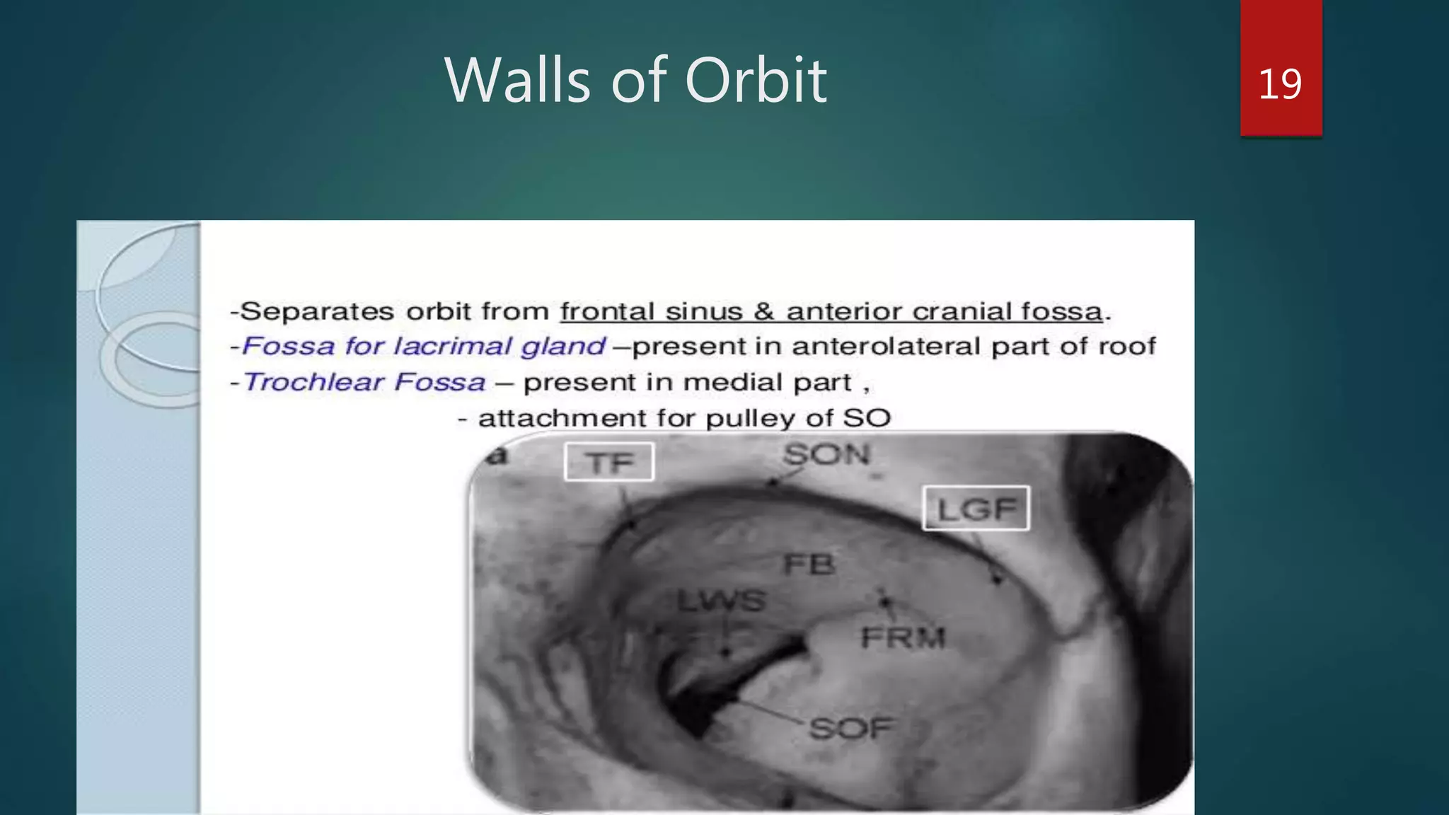 Walls of Orbit 19