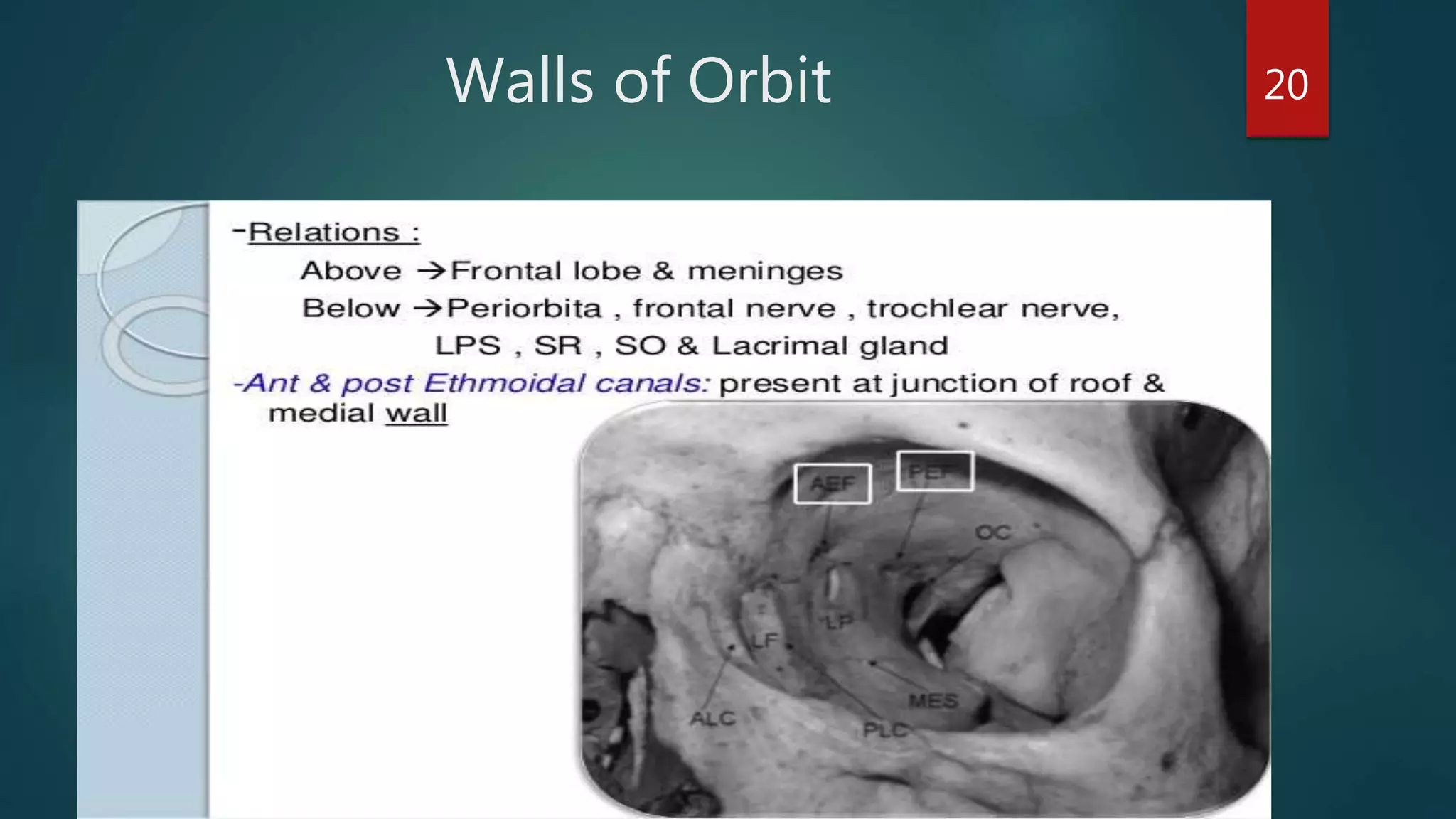 Walls of Orbit 20