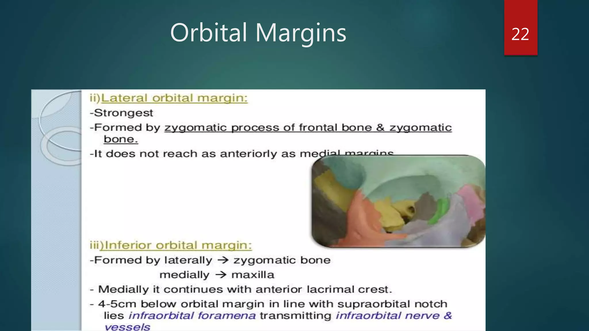 Orbital Margins 22