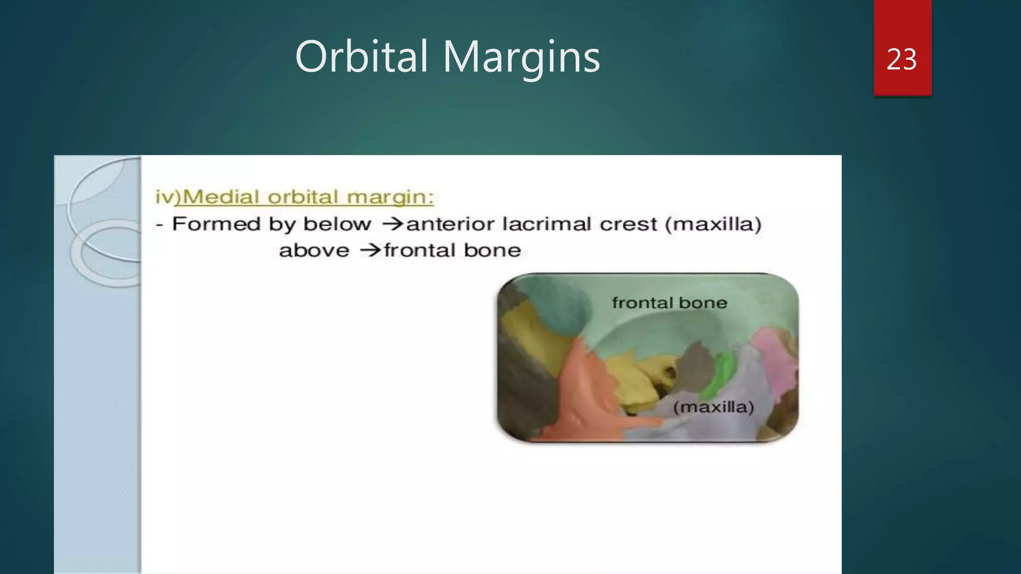 Orbital Margins 23
