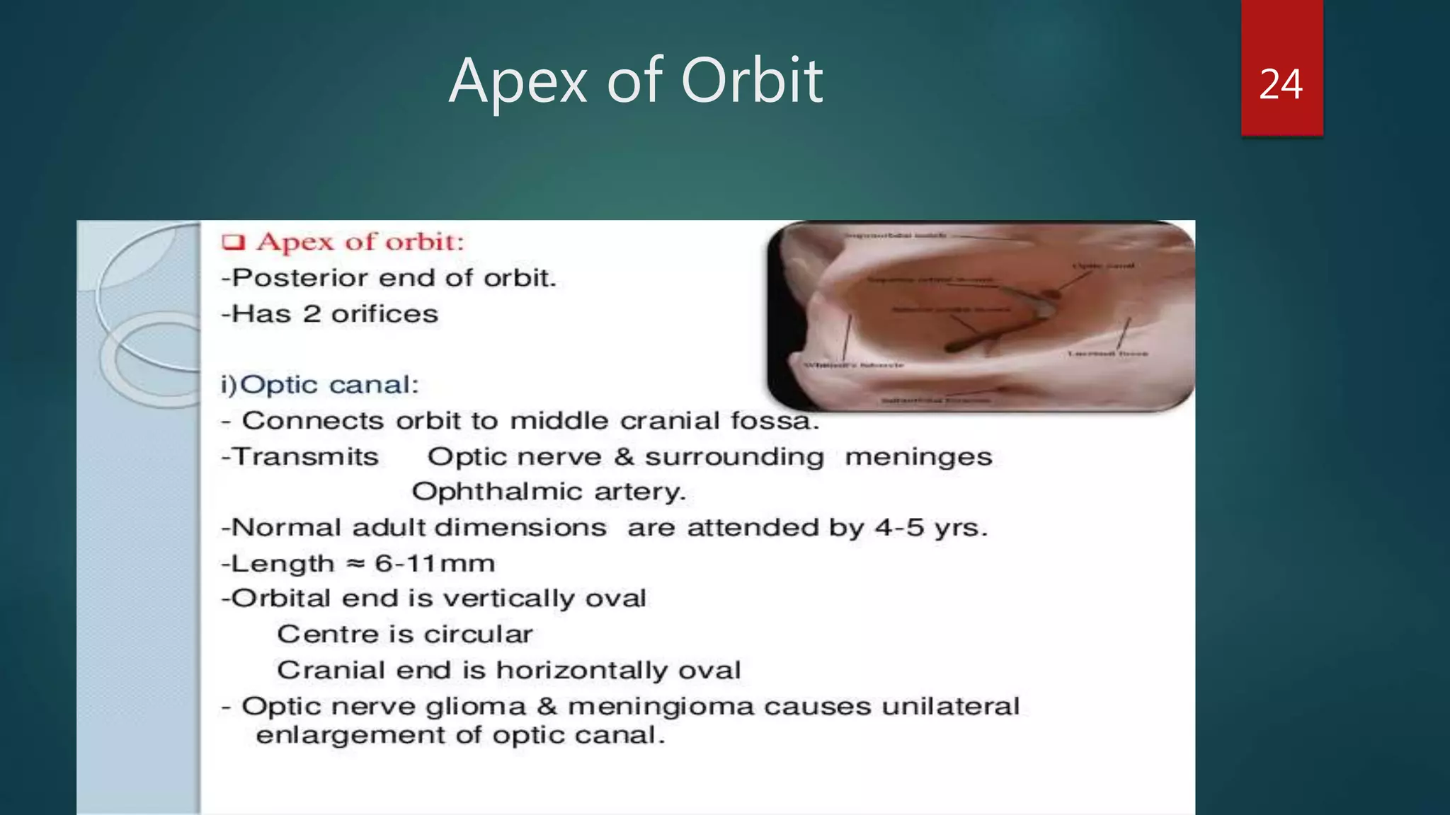 Apex of Orbit 24