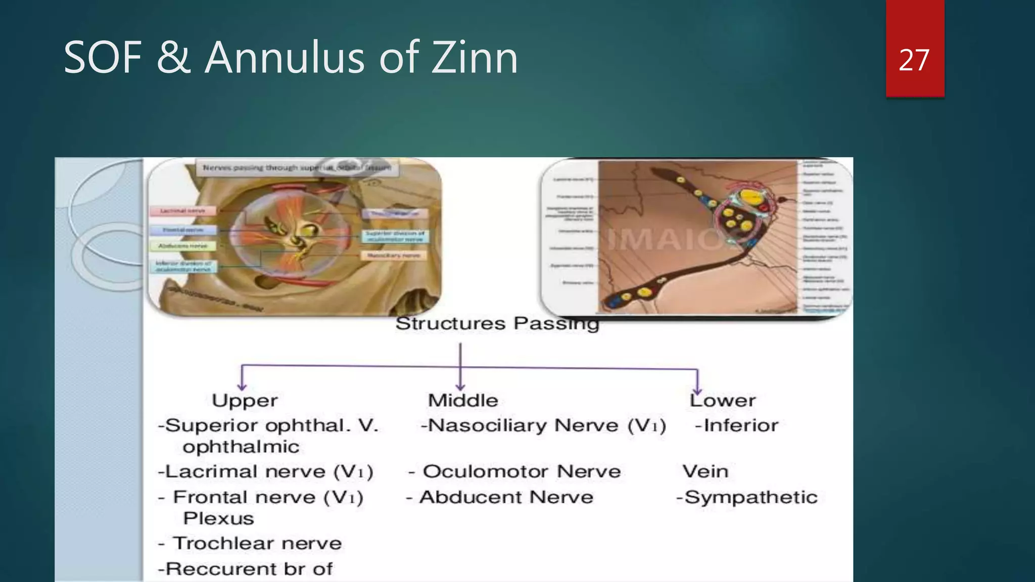 SOF & Annulus of Zinn 27