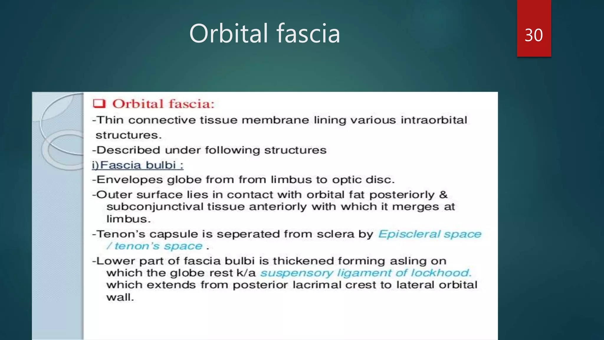 Orbital fascia 30
