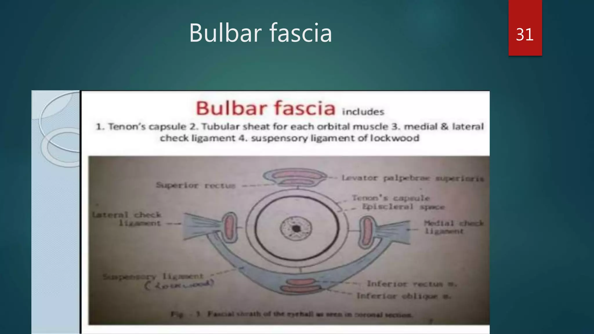 Bulbar fascia 31