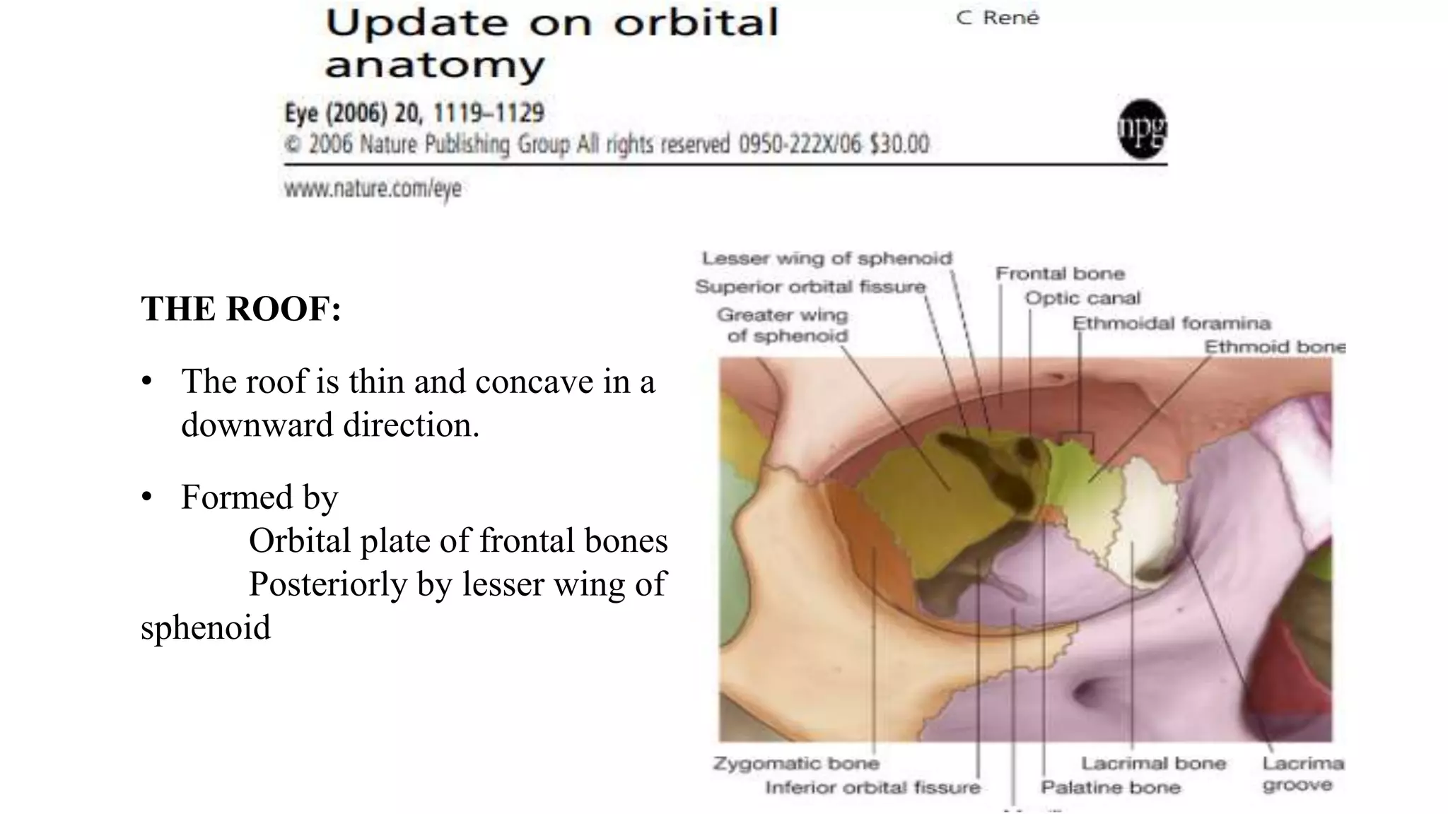 Orbital Rook To Rook Anatomy of orbit | PPTX