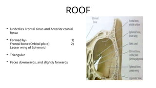 Lesser Multang Bone Comprehensive Anatomy and Development of the Human Orbit | PPTX
