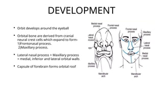 Comprehensive Anatomy and Development of the Human Orbit | PPTX