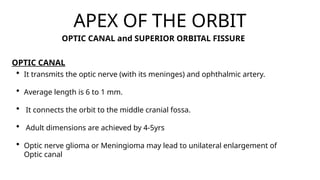 Comprehensive Anatomy and Development of the Human Orbit | PPTX