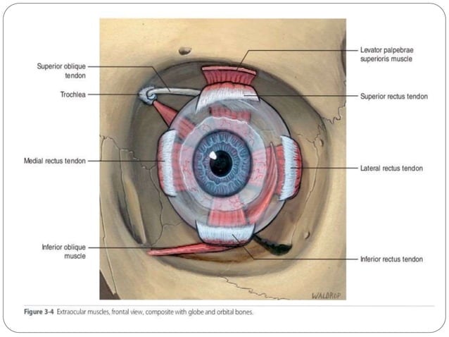 Anatomy of Orbit and its clinical importance | PPTX | Ear, Nose and ...