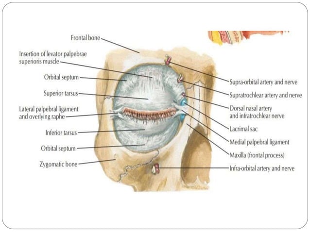 Anatomy of Orbit and its clinical importance | PPTX | Ear, Nose and ...